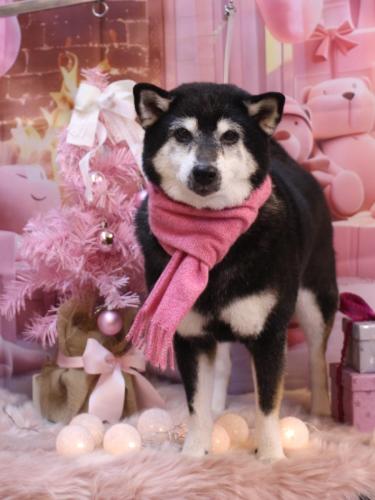 20241228ひめちゃん